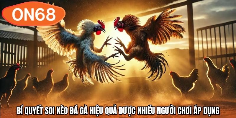 Bí quyết soi kèo đá gà hiệu quả được nhiều người chơi áp dụng