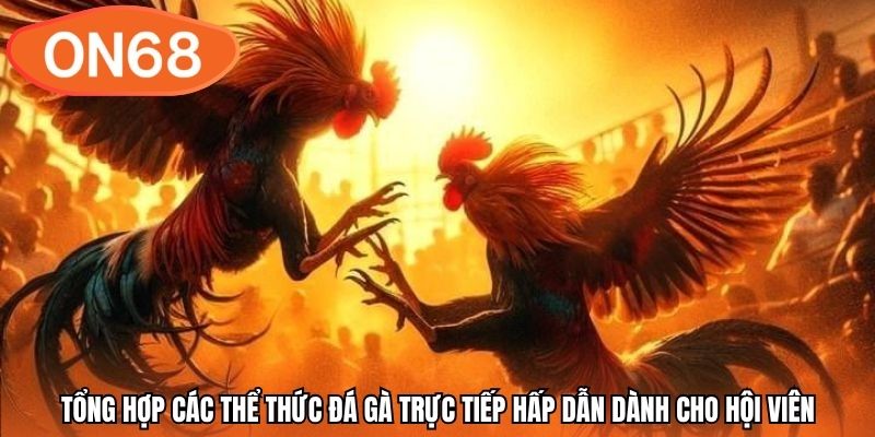 Tổng hợp các thể thức đá gà trực tiếp hấp dẫn dành cho hội viên
